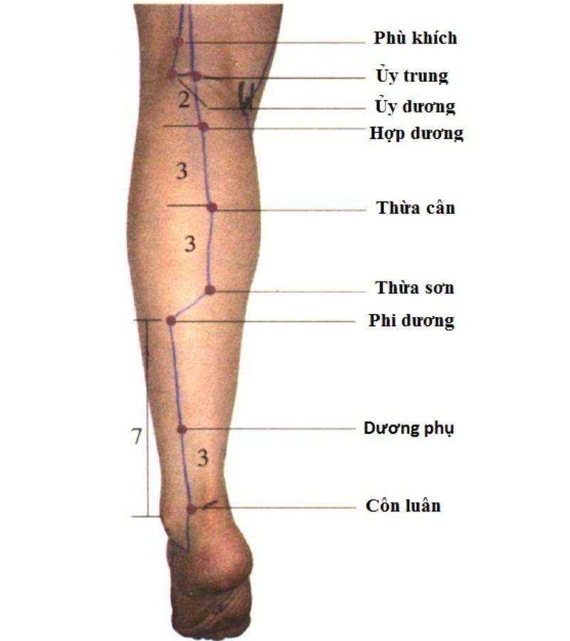 Vị trí huyệt Ủy Trung ở bắp chân, tác dụng và cách bấm huyệt